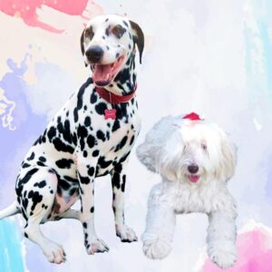 Plaquinha Decorativa My Pet Aquarela - 2 Pets