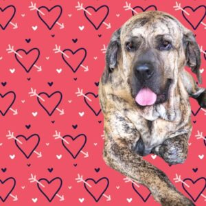 Plaquinha Decorativa My Pet Cupid