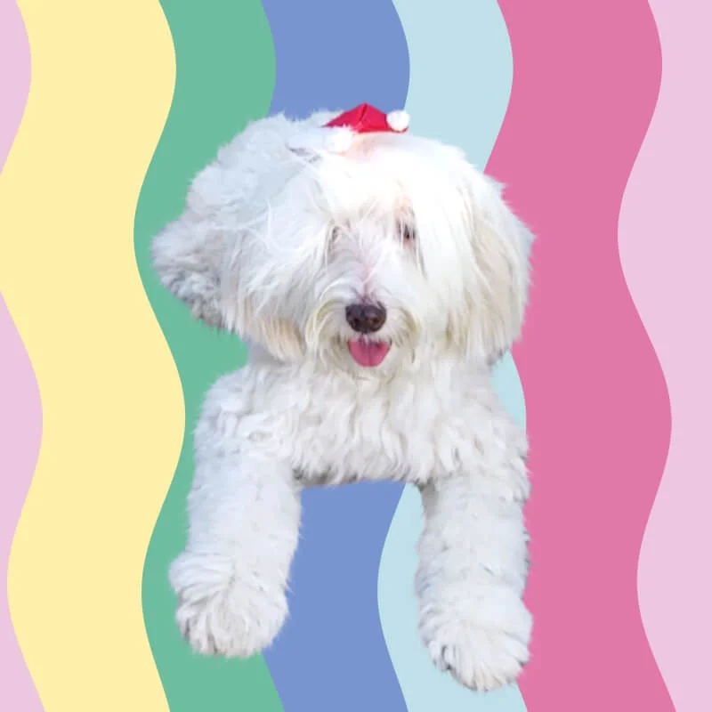 Plaquinha Decorativa My Pet Cute Zig Zag