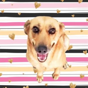 Plaquinha Decorativa My Pet Golden Hearts