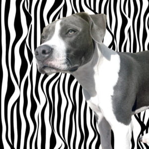 Plaquinha Decorativa My Pet Listras Distorcidas