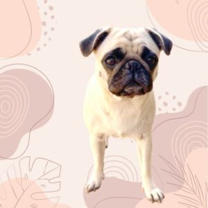 Plaquinha Decorativa My Pet Minimalista