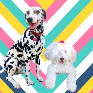 Plaquinha Decorativa My Pet Zig Zag Colors- 2 Pets